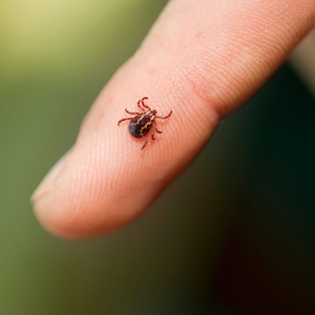 kleszcz na palcu człowieka