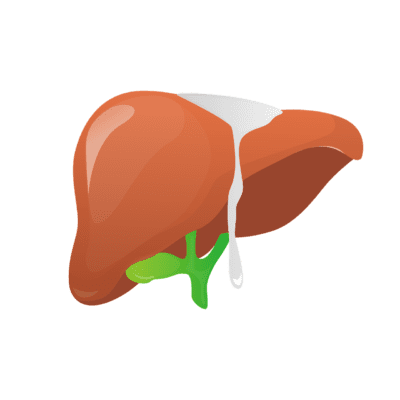 jak wzmocnić wątrobę